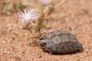 Ges&auml;gte Flachschildkr&ouml;te, Homopus signatus, s&uuml;dliche Form (vormals Homopus signatus cafer), Fundort: Western Cape, South Africa &ndash; &copy; Victor Loehr?