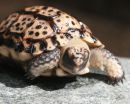 Ges&auml;gte Flachschildkr&ouml;te, Homopus signatus, n&ouml;rdliche Form (vormals Homopus signatus signatus), Schl&uuml;pfling in menschlicher Obhut &ndash; &copy; Victor Loehr?