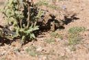 Ges&auml;gte Flachschildkr&ouml;te, Homopus signatus, n&ouml;rdliche Form (vormals Homopus signatus signatus), fressend in ihrem Habitat, Fundort: Northern Cape, South Africa &ndash; &copy; Victor Loehr?