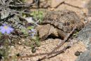 Ges&auml;gte Flachschildkr&ouml;te, Homopus signatus, n&ouml;rdliche Form (vormals Homopus signatus signatus), fressend in ihrem Habitat, Fundort: Northern Cape, South Africa &ndash; &copy; Victor Loehr?