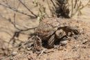 Ges&auml;gte Flachschildkr&ouml;te, Homopus signatus, n&ouml;rdliche Form (vormals Homopus signatus signatus), Fundort: Northern Cape, South Africa &ndash; &copy; Victor Loehr?