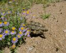 Ges&auml;gte Flachschildkr&ouml;te, Homopus signatus, n&ouml;rdliche Form (vormals Homopus signatus signatus), ein Weibchen, Fundort: Northern Cape, South Africa &ndash; &copy; Victor Loehr?