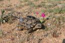 Ges&auml;gte Flachschildkr&ouml;te, Homopus signatus, n&ouml;rdliche Form (vormals Homopus signatus signatus), ein Weibchen mit Transmitter und iButton aus der Thermoregulationsstudie, Fundort: Northern Cape, South Africa &ndash; &copy; Victor Loehr?