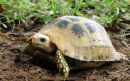 Gelbkopfschildkröte, Indotestudo elongata, – © Abhijit Das Gelbkopfschildkröte, Indotestudo elongata, – © Abhijit Das