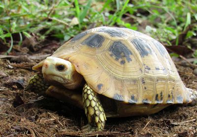 Indotestudo elongata – Gelbkopfschildkröte