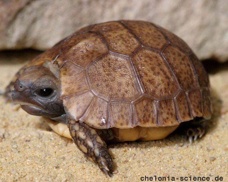 Westafrikanische Glattrandgelenkschildkröte, Kinixys belliana nogueyi, Schlüpfling in menschlicher Obhut – © Victor Loehr ➚
