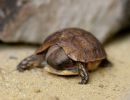 Westafrikanische Glattrandgelenkschildkröte, Kinixys belliana nogueyi, Schlüpfling in menschlicher Obhut – © Victor Loehr ➚