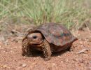 Lobatse-Gelenkschildkröte, Kinixys lobatsiana, ein weibliches Tier, Fundort: Limpopo, South Africa – © Victor Loehr ➚