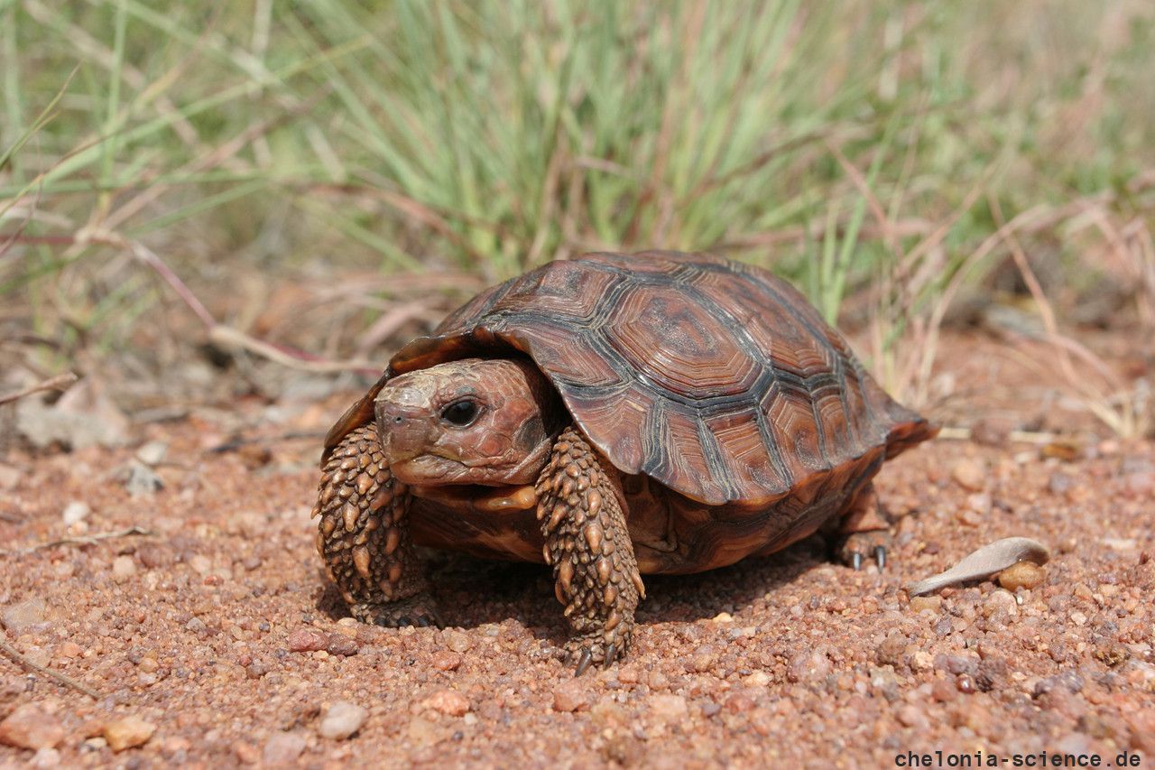 Lobatse-Gelenkschildkröte, Kinixys lobatsiana, ein weibliches Tier, Fundort: Limpopo, South Africa – © Victor Loehr