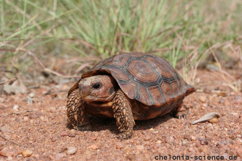 Lobatse-Gelenkschildkröte, Kinixys lobatsiana, ein weibliches Tier, Fundort: Limpopo, South Africa – © Victor Loehr ➚ Lobatse-Gelenkschildkröte, Kinixys lobatsiana, ein weibliches Tier, Fundort: Limpopo, South Africa – © Victor Loehr ➚