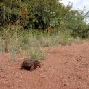 Lobatse-Gelenkschildkröte, Kinixys lobatsiana, ein weibliches Tier in seinem Habitat, Fundort: Limpopo, South Africa – © Victor Loehr ➚