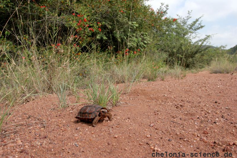 Lobatse-Gelenkschildkröte, Kinixys lobatsiana, ein weibliches Tier in seinem Habitat, Fundort: Limpopo, South Africa – © Victor Loehr ➚ Lobatse-Gelenkschildkröte, Kinixys lobatsiana, ein weibliches Tier in seinem Habitat, Fundort: Limpopo, South Africa – © Victor Loehr ➚
