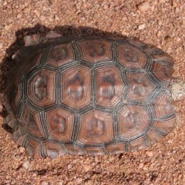 Lobatse-Gelenkschildkröte, Kinixys lobatsiana, Carapax (Rückenpanzer) eines weiblichen Tieres, Fundort: Limpopo, South Africa – © Victor Loehr ➚