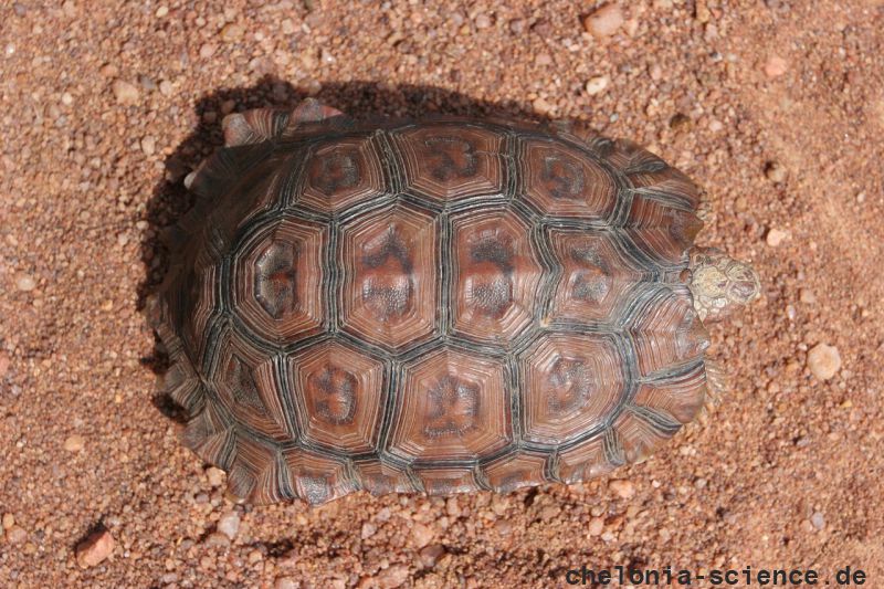 Lobatse-Gelenkschildkröte, Kinixys lobatsiana, Carapax (Rückenpanzer) eines weiblichen Tieres, Fundort: Limpopo, South Africa – © Victor Loehr ➚ Lobatse-Gelenkschildkröte, Kinixys lobatsiana, Carapax (Rückenpanzer) eines weiblichen Tieres, Fundort: Limpopo, South Africa – © Victor Loehr ➚