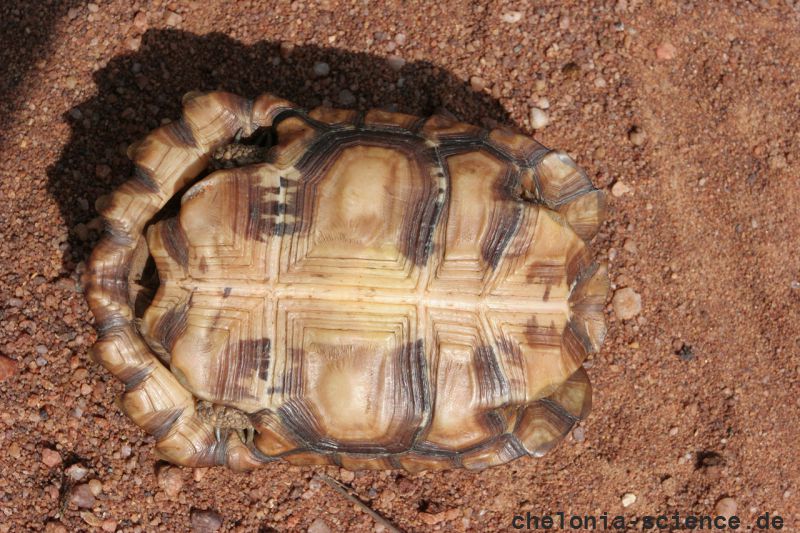 Lobatse-Gelenkschildkröte, Kinixys lobatsiana, Plastron (Bauchpanzer) eines weiblichen Tieres, Fundort: Limpopo, South Africa – © Victor Loehr ➚ Lobatse-Gelenkschildkröte, Kinixys lobatsiana, Plastron (Bauchpanzer) eines weiblichen Tieres, Fundort: Limpopo, South Africa – © Victor Loehr ➚