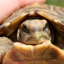Natal-Gelenkschildkröte, Kinixys natalensis, Kopfstudie, Fundort: Kwazulu-Natal, South Africa – © Victor Loehr ➚ Natal-Gelenkschildkröte, Kinixys natalensis, Kopfstudie, Fundort: Kwazulu-Natal, South Africa – © Victor Loehr ➚