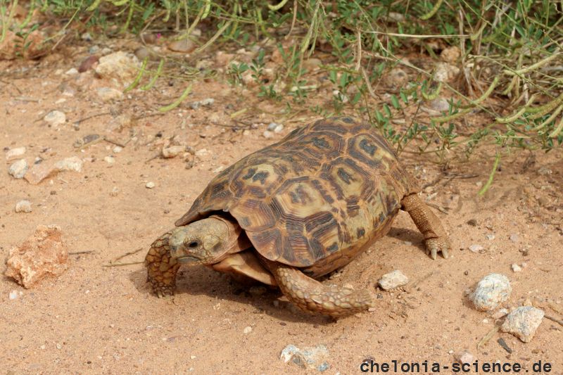 Spekes Gelenkschildkröte, Kinixys spekii, ein weibliches Exemplar, Fundort: Limpopo, South Africa – © Victor Loehr ➚