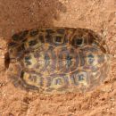 Spekes Gelenkschildkröte, Kinixys spekii, Carapax (Rückenpanzer) eines weiblichen Tieres, Fundort: Limpopo, South Africa – © Victor Loehr ➚