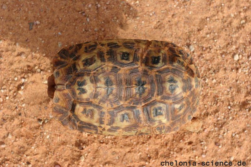 Spekes Gelenkschildkröte, Kinixys spekii, Carapax (Rückenpanzer) eines weiblichen Tieres, Fundort: Limpopo, South Africa – © Victor Loehr ➚ Spekes Gelenkschildkröte, Kinixys spekii, Carapax (Rückenpanzer) eines weiblichen Tieres, Fundort: Limpopo, South Africa – © Victor Loehr ➚
