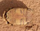 Spekes Gelenkschildkröte, Kinixys spekii, Plastron (Bauchpanzer) eines weiblichen Tieres, Fundort: Limpopo, South Africa – © Victor Loehr ➚
