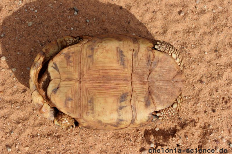 Spekes Gelenkschildkröte, Kinixys spekii, Plastron (Bauchpanzer) eines weiblichen Tieres, Fundort: Limpopo, South Africa – © Victor Loehr ➚ Spekes Gelenkschildkröte, Kinixys spekii, Plastron (Bauchpanzer) eines weiblichen Tieres, Fundort: Limpopo, South Africa – © Victor Loehr ➚
