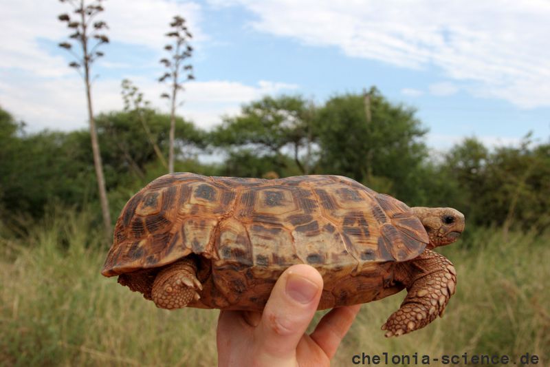 Spekes Gelenkschildkröte, Kinixys spekii, ein Weibchen mit eingewölbtem Carapax (Rückenpanzer)und Scharnier, Fundort: Limpopo, South Africa – © Victor Loehr ➚ Spekes Gelenkschildkröte, Kinixys spekii, ein Weibchen mit eingewölbtem Carapax (Rückenpanzer)und Scharnier, Fundort: Limpopo, South Africa – © Victor Loehr ➚