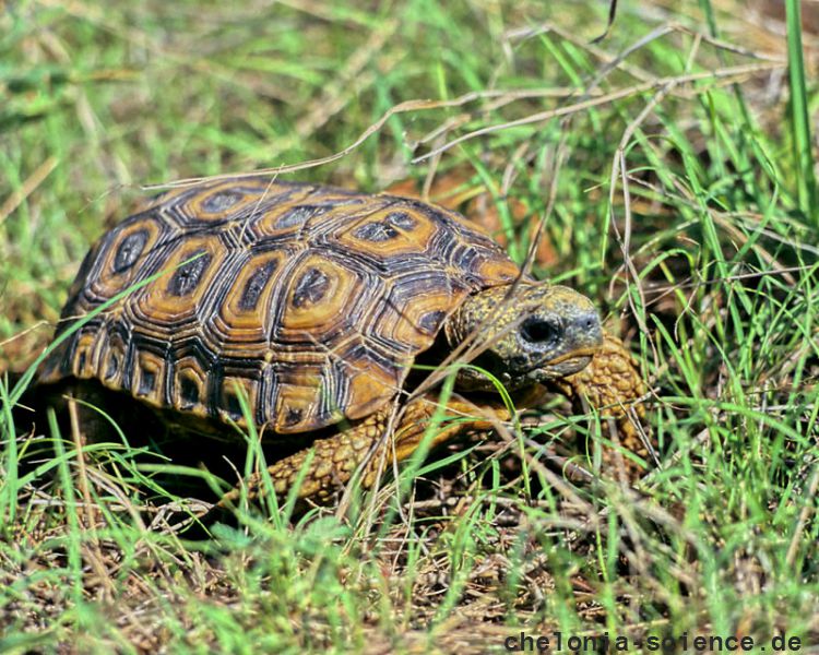 Spekes Gelenkschildkröte, Kinixys spekii, Fundort: Matabeleland, Zimbabwe – © Victor Loehr ➚ Spekes Gelenkschildkröte, Kinixys spekii, Fundort: Matabeleland, Zimbabwe – © Victor Loehr ➚