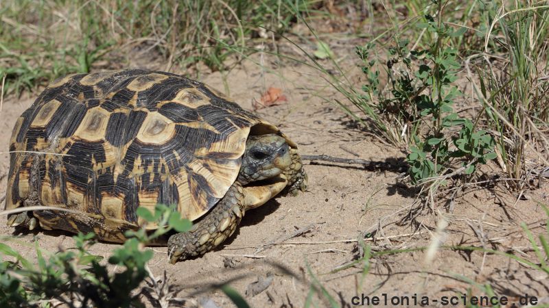 Südostafrikanische Gelenkschildkröte, Kinixys zombensis, ein männliches Exemplar, Fundort: Kwazulu-Natal, South Africa – © Victor Loehr ➚ Südostafrikanische Gelenkschildkröte, Kinixys zombensis, ein männliches Exemplar, Fundort: Kwazulu-Natal, South Africa – © Victor Loehr ➚
