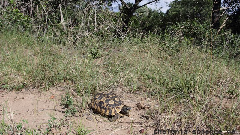 Südostafrikanische Gelenkschildkröte, Kinixys zombensis, ein männliches Exemplar in seinem Habitat, Fundort: Kwazulu-Natal, South Africa – © Victor Loehr ➚ Südostafrikanische Gelenkschildkröte, Kinixys zombensis, ein männliches Exemplar in seinem Habitat, Fundort: Kwazulu-Natal, South Africa – © Victor Loehr ➚