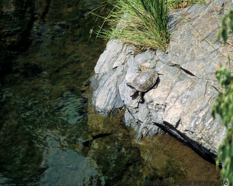Maurische Bachschildkröte, Mauremys leprosa, Fundort: Catalunya, Spain – © Victor Loehr ➚ Maurische Bachschildkröte, Mauremys leprosa, Fundort: Catalunya, Spain – © Victor Loehr ➚