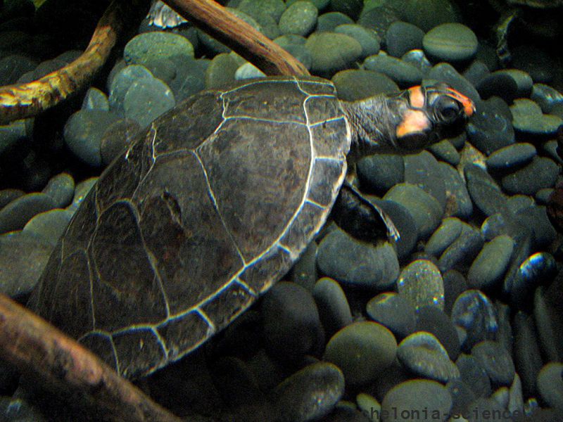Rotkopf-Schienenschildkröte, Podocnemis erythrocephala, – © Hans-Jürgen Bidmon Rotkopf-Schienenschildkröte, Podocnemis erythrocephala, – © Hans-Jürgen Bidmon