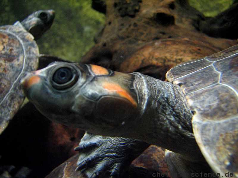 Rotkopf-Schienenschildkröte, Podocnemis erythrocephala, – © Hans-Jürgen Bidmon Rotkopf-Schienenschildkröte, Podocnemis erythrocephala, – © Hans-Jürgen Bidmon