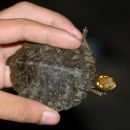 Vietnamesische Pfauenaugen-Sumpfschildkröte, Sacalia quadriocellata, – © Asian Turtle Program