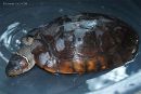 Philippinen-Erdschildkr&ouml;te, Siebenrockiella leytensis, &ndash; &copy; Y. Emerson