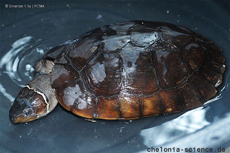 Philippinen-Erdschildkröte, Siebenrockiella leytensis, – © Y. Emerson Philippinen-Erdschildkröte, Siebenrockiella leytensis, – © Y. Emerson