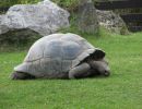Aldabra-Riesenschildkröte, Aldabrachelys gigantea, – © Hans-Jürgen Bidmon