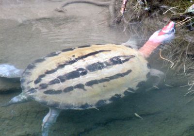 Batagur borneoensis – Callagur-Schildkröte