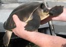 Carettochelys insculpta Hans Juergen Bidmon 01