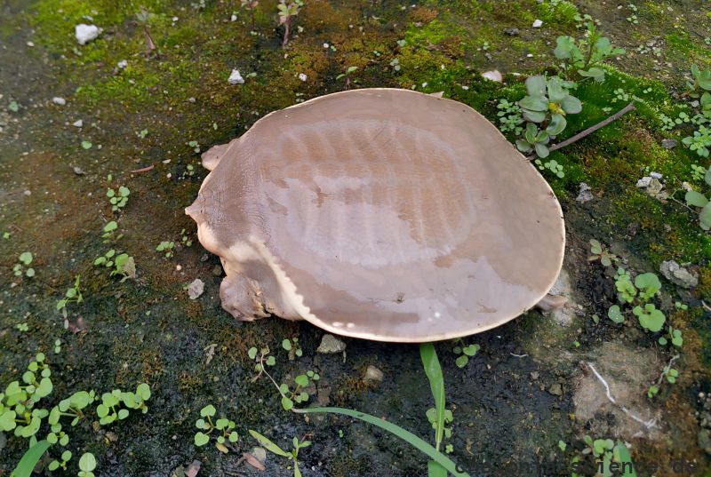 Burma-Kurzkopf-Weichschildkröte, Chitra vandijki, – © Chen Chen Burma-Kurzkopf-Weichschildkröte, Chitra vandijki, – © Chen Chen