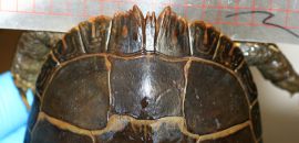 Zierschildkröte, Chrysemys picta, Männchen mit Zacken am vorderen Panzerand als Sexualwaffe – © Patrick D. Moldowan