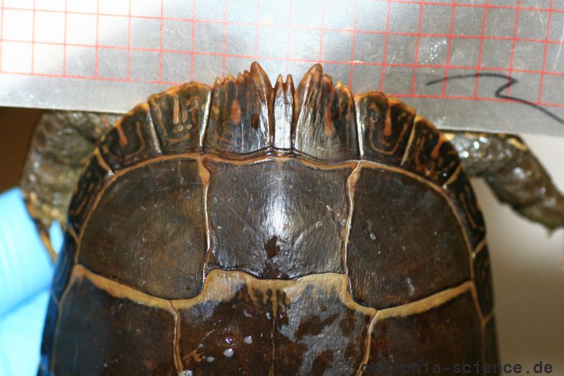 Zierschildkröte, Chrysemys picta, Männchen mit Zacken am vorderen Panzerand als Sexualwaffe – © Patrick D. Moldowan Zierschildkröte, Chrysemys picta, Männchen mit Zacken am vorderen Panzerand als Sexualwaffe – © Patrick D. Moldowan