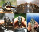 Zierschildkröte, Chrysemys picta, oben: Männchen mit zahnartigen Spitzenfortsätzen an der Hornscheide und Männchen mit Zacken am vorderen Panzerand als Sexualwaffe, unten: Weibchen mit typischen Wunden durch solche Männchen – © Patrick D. Moldowan Zierschildkröte, Chrysemys picta, oben: Männchen mit zahnartigen Spitzenfortsätzen an der Hornscheide und Männchen mit Zacken am vorderen Panzerand als Sexualwaffe, unten: Weibchen mit typischen Wunden durch solche Männchen – © Patrick D. Moldowan