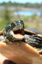 Zierschildkröte, Chrysemys picta, Männchen mit zahnartigen Spitzenfortsätzen an der Hornscheide als Sexualwaffe – © Patrick D. Moldowan Zierschildkröte, Chrysemys picta, Männchen mit zahnartigen Spitzenfortsätzen an der Hornscheide als Sexualwaffe – © Patrick D. Moldowan