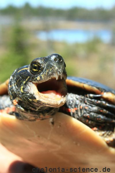 Zierschildkröte, Chrysemys picta, Männchen mit zahnartigen Spitzenfortsätzen an der Hornscheide als Sexualwaffe – © Patrick D. Moldowan Zierschildkröte, Chrysemys picta, Männchen mit zahnartigen Spitzenfortsätzen an der Hornscheide als Sexualwaffe – © Patrick D. Moldowan