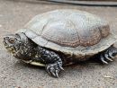 Europäische Sumpfschildkröte, Emys orbicularis, ein Weibchen – © Annett Werner