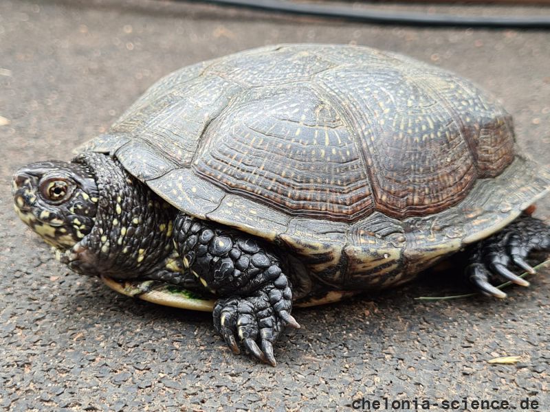 Europäische Sumpfschildkröte, Emys orbicularis, ein Weibchen – © Annett Werner Europäische Sumpfschildkröte, Emys orbicularis, ein Weibchen – © Annett Werner