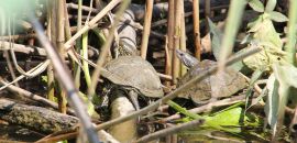 Europäische Sumpfschildkröte (links), Emys orbicularis, und Westkaspische Schildkröte (rechts), Mauremys rivulata, sonnen gemeinsam – © Hans-Jürgen Bidmon