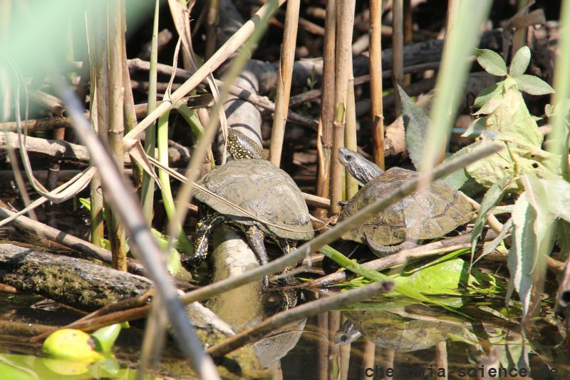 Europäische Sumpfschildkröte (links), Emys orbicularis, und Westkaspische Schildkröte (rechts), Mauremys rivulata, sonnen gemeinsam – © Hans-Jürgen Bidmon Europäische Sumpfschildkröte (links), Emys orbicularis, und Westkaspische Schildkröte (rechts), Mauremys rivulata, sonnen gemeinsam – © Hans-Jürgen Bidmon