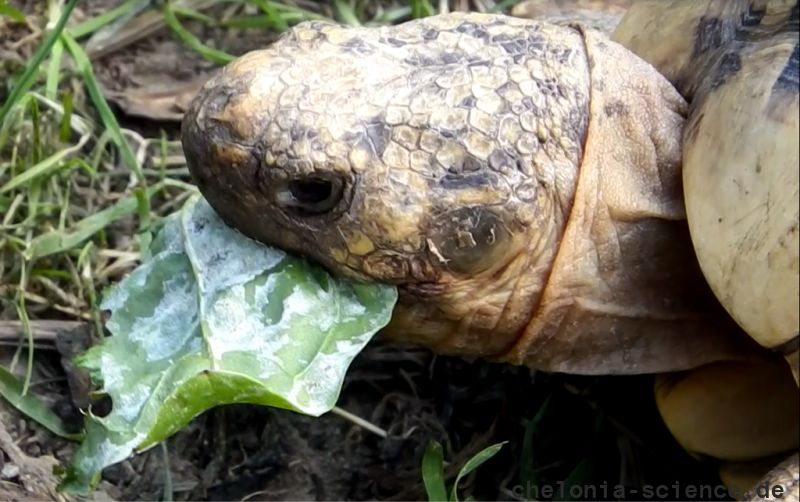 Indische Sternschildkröte, Geochelone elegans, frisst ein mit Mehltau bewachsenes Breitwegerichblatt – © Hans-Jürgen Bidmon Indische Sternschildkröte, Geochelone elegans, frisst ein mit Mehltau bewachsenes Breitwegerichblatt – © Hans-Jürgen Bidmon