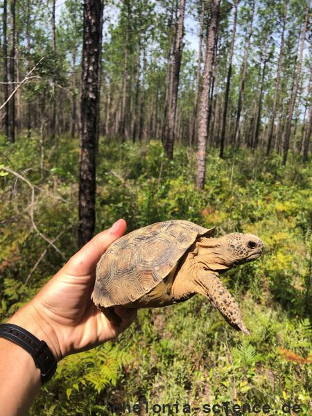 Georgia-Gopherschildkröte, Gopherus polyphemus, – © Brian Folt Georgia-Gopherschildkröte, Gopherus polyphemus, – © Brian Folt